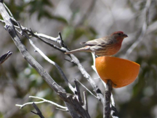 House Finch
