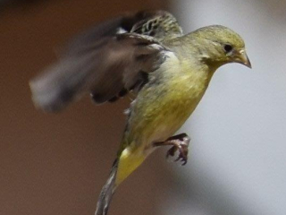Ruby-Crowned Kinglet