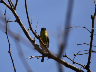 Lesser Goldfinch