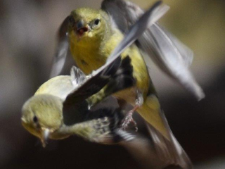 Ruby-Crowned Kinglets Mating (?)