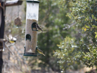 Pine Siskin in top feeding spot and Lesser Goldfinches