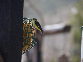 Lesser Goldfinch