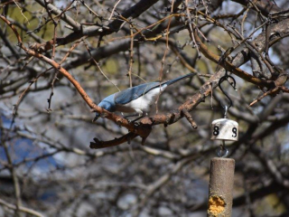 Mexican Jay