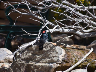 The back of an Acorn Woodpecker