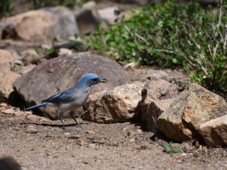 Mexican Jay