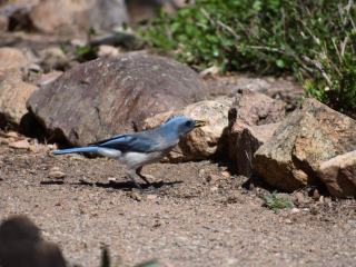 Mexican Jay