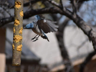 Mexican Jay