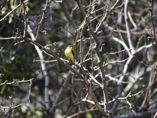 Lesser Goldfinch
