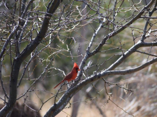 Northern Cardinal
