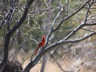 Northern Cardinal