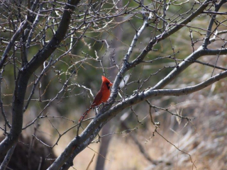 Northern Cardinal