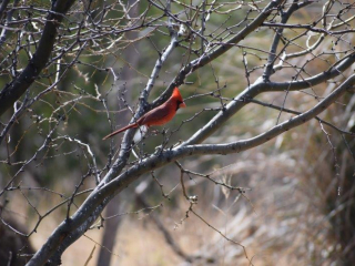 Northern Cardinal