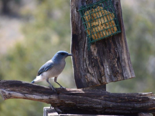 Mexican Jay