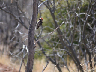 Ladder-Backed Woodpecker