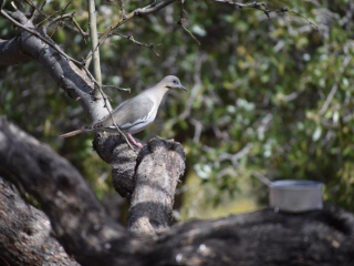 White-Winged Dove