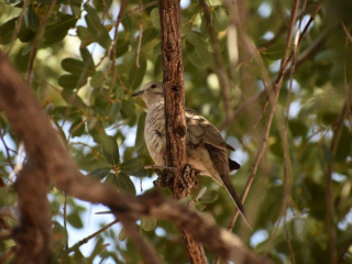 Maybe an Inca Dove? Or a Pine Siskin? Help!