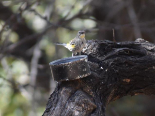 Yellow-Rumped Warbler