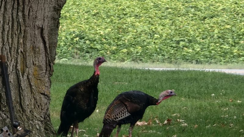 Wild turkeys wondering through our yard in Gary, MN