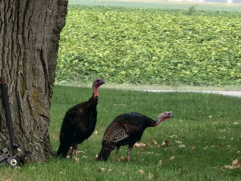 Wild turkeys wondering through our yard in Gary, MN
