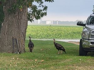 Wild turkeys wandering through yard in Gary, MN